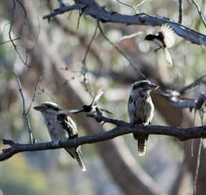 3 young Kookaburras