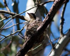 One young Restless Flycatcher left the nest on Friday 21st November.