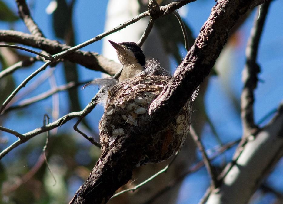 Nature News October 2014