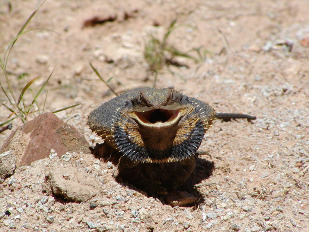 Thorny Devil at Hamilton Park 17 November 2005