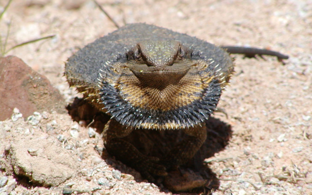 Thorny Devil