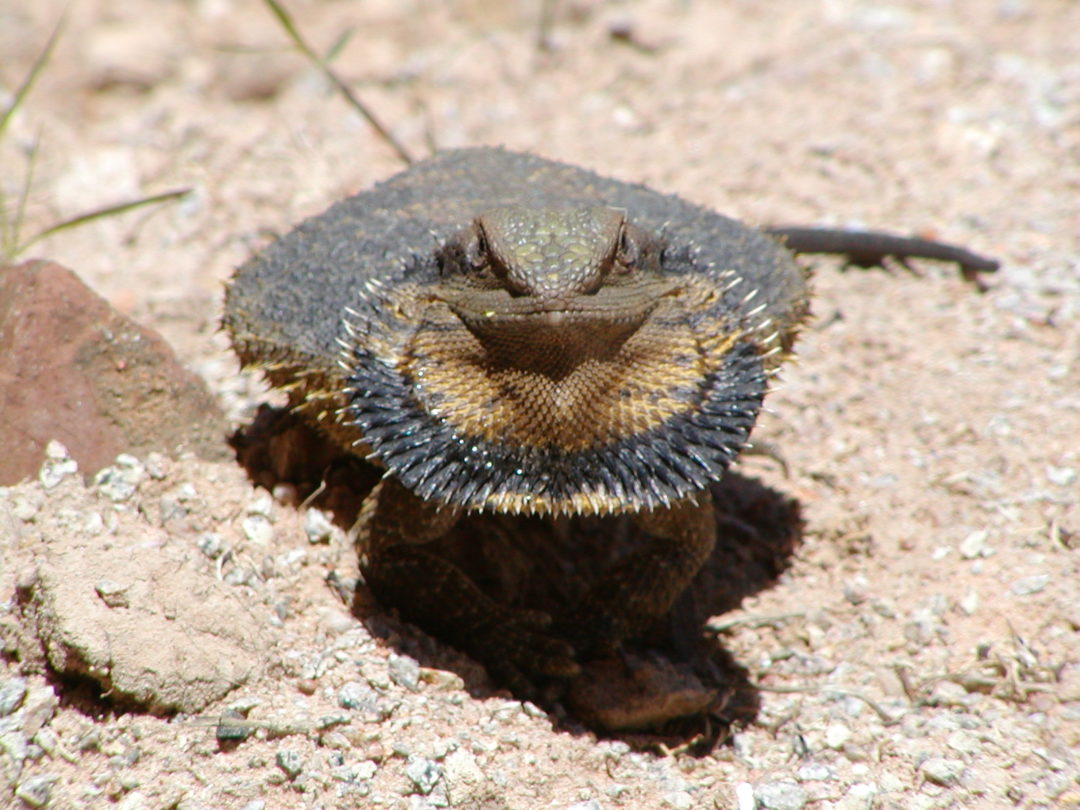 Frill Neck Lizard