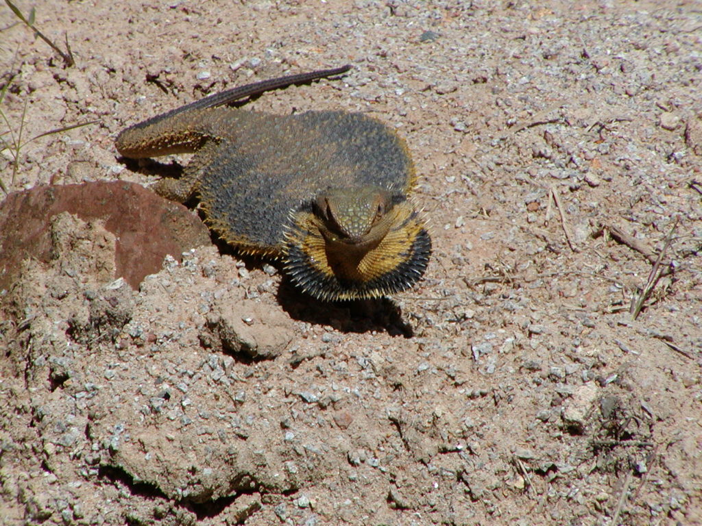 Thorny Devil at Hamilton Park