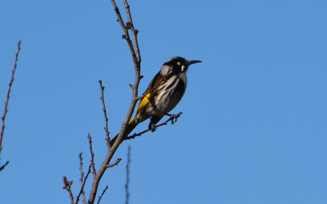 New Holland Honey Eater