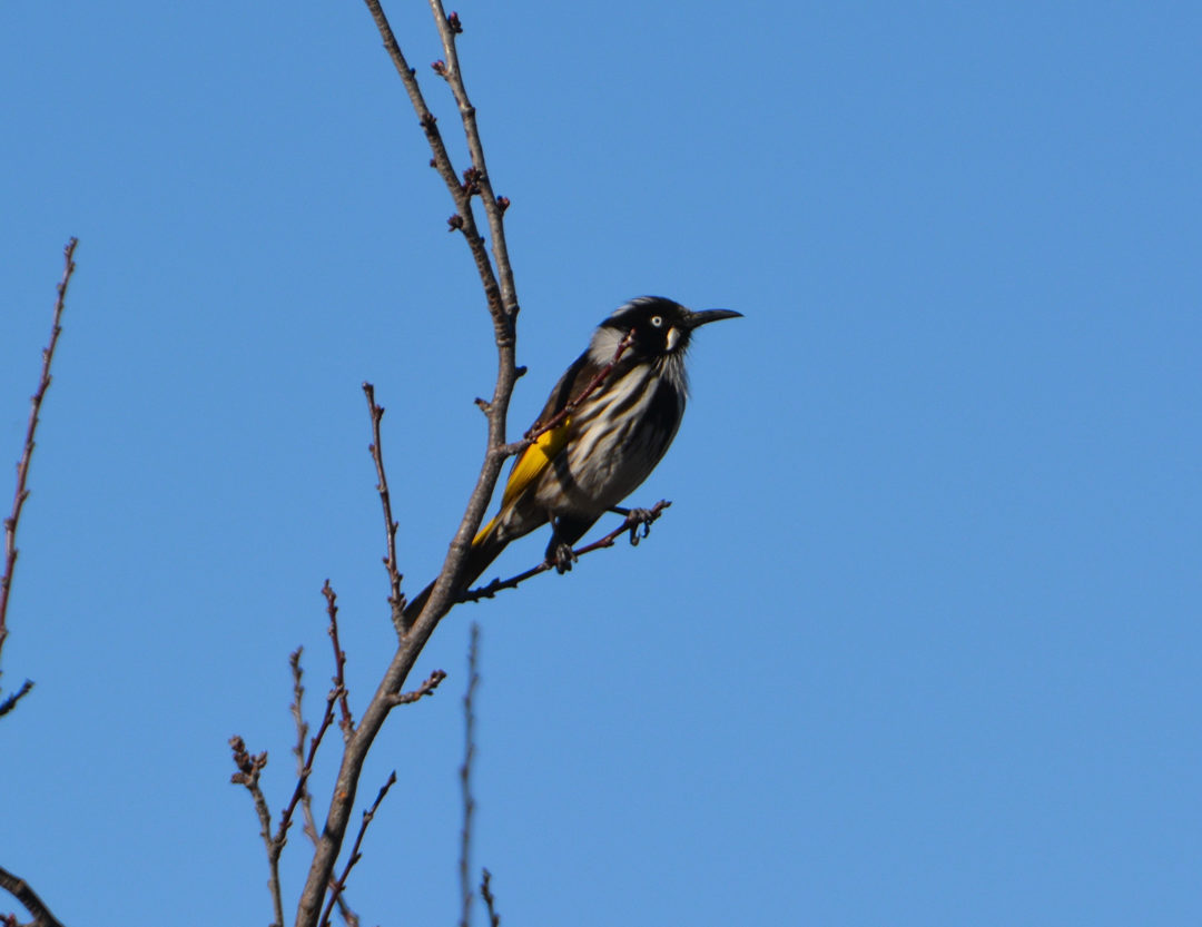 New Holland Honey Eater