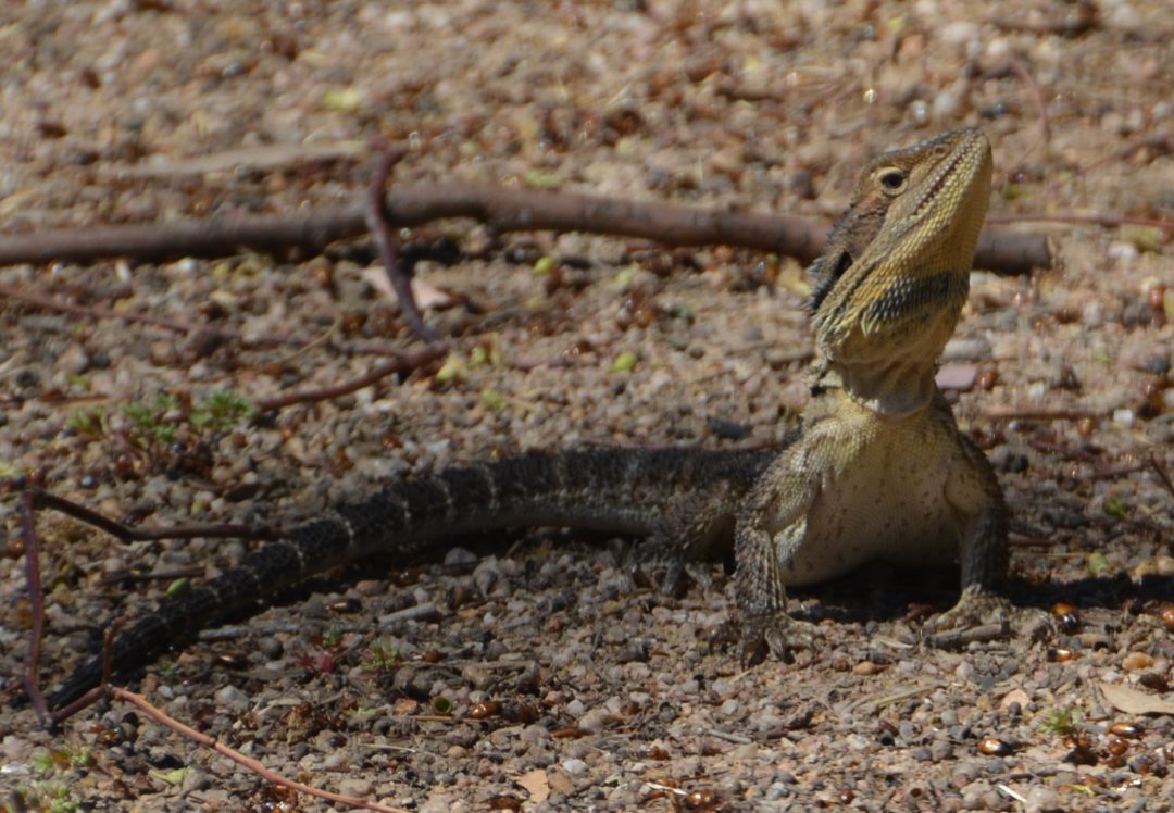 Lizard at Hamilton Park