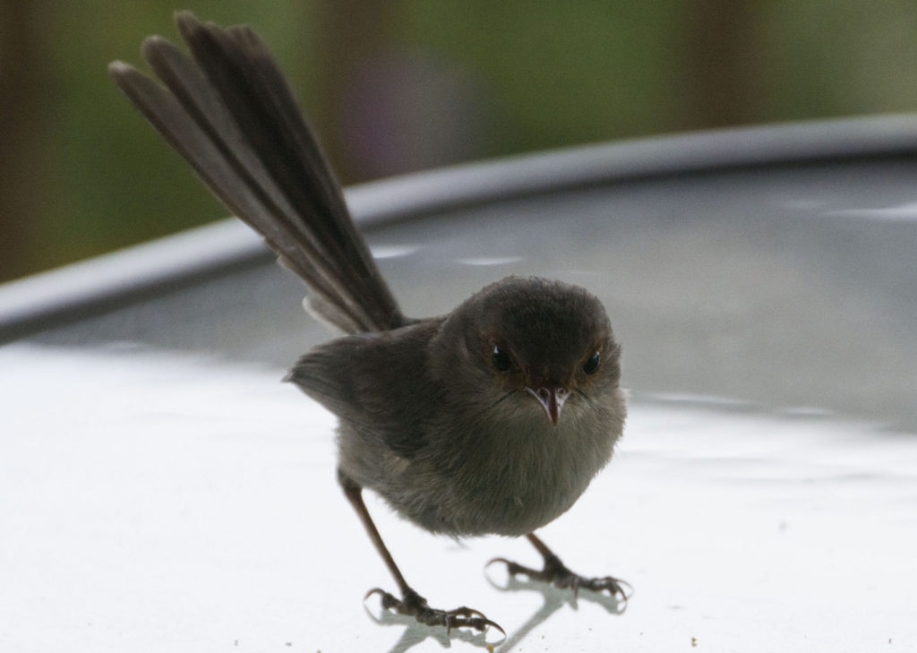 Wrens in Hamtilton Park