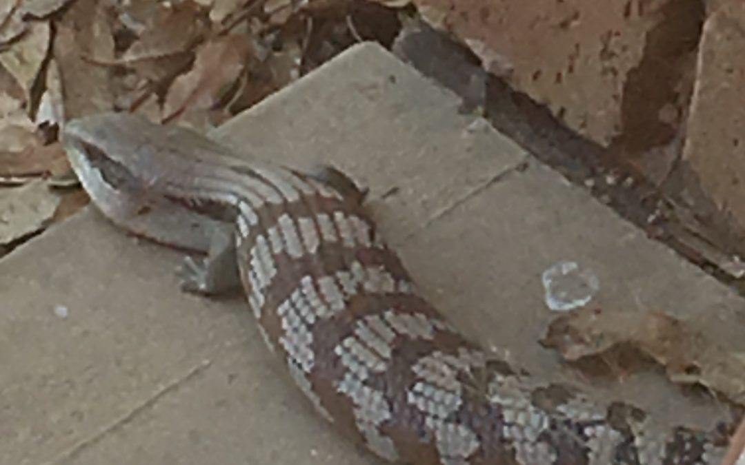 Blue Tongue Lizard