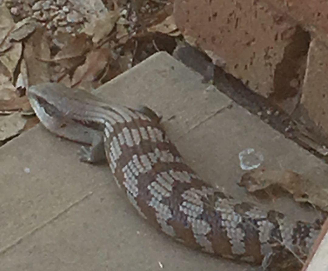 Hamiltopn Park Victoria Blue Tongue Lizard