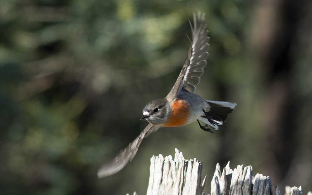 Nature News March 2018