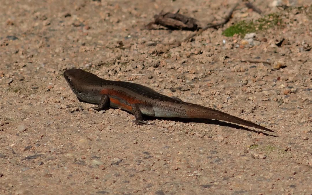 Southern Rainbow Skink (Carlia tetradactyla)