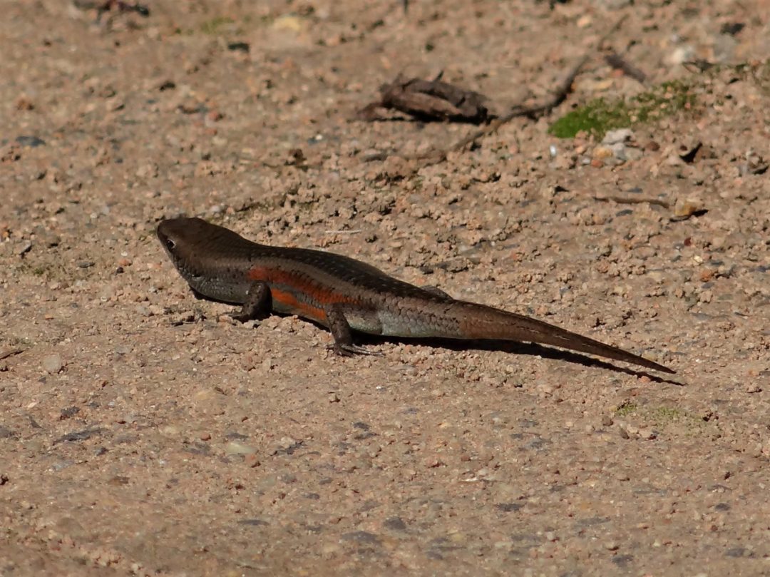 Carlia tetradactyla