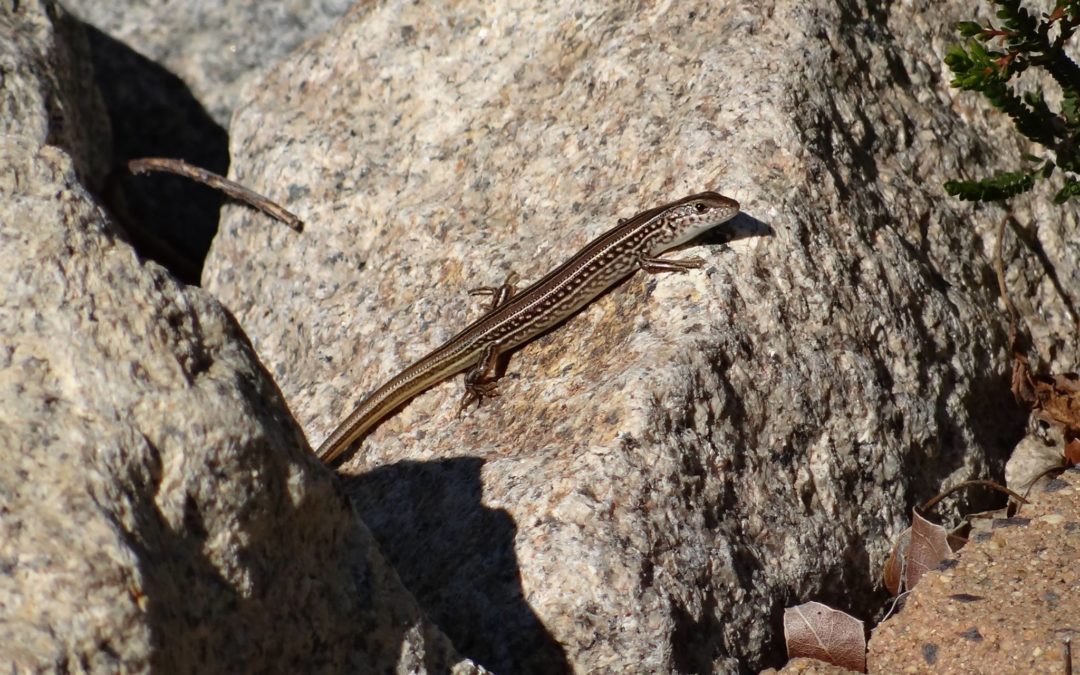 Eastern Striped Skink (Ctentous robustus)