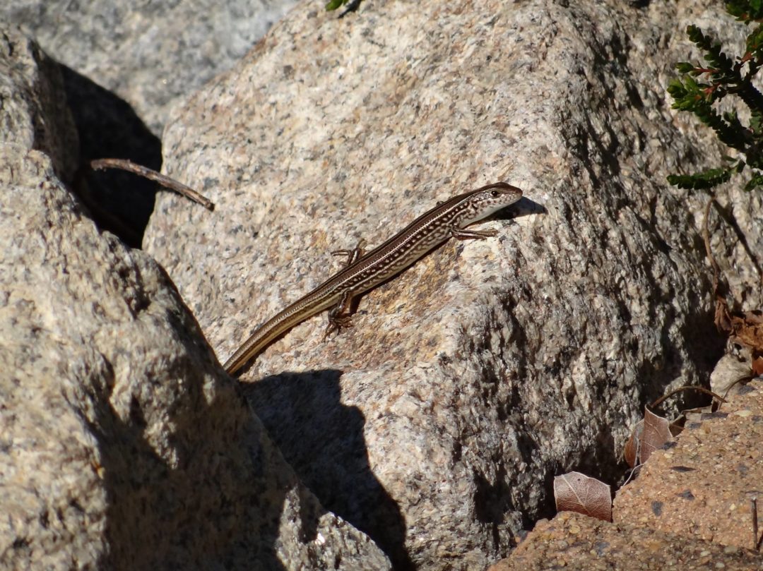 Ctenotus robustus