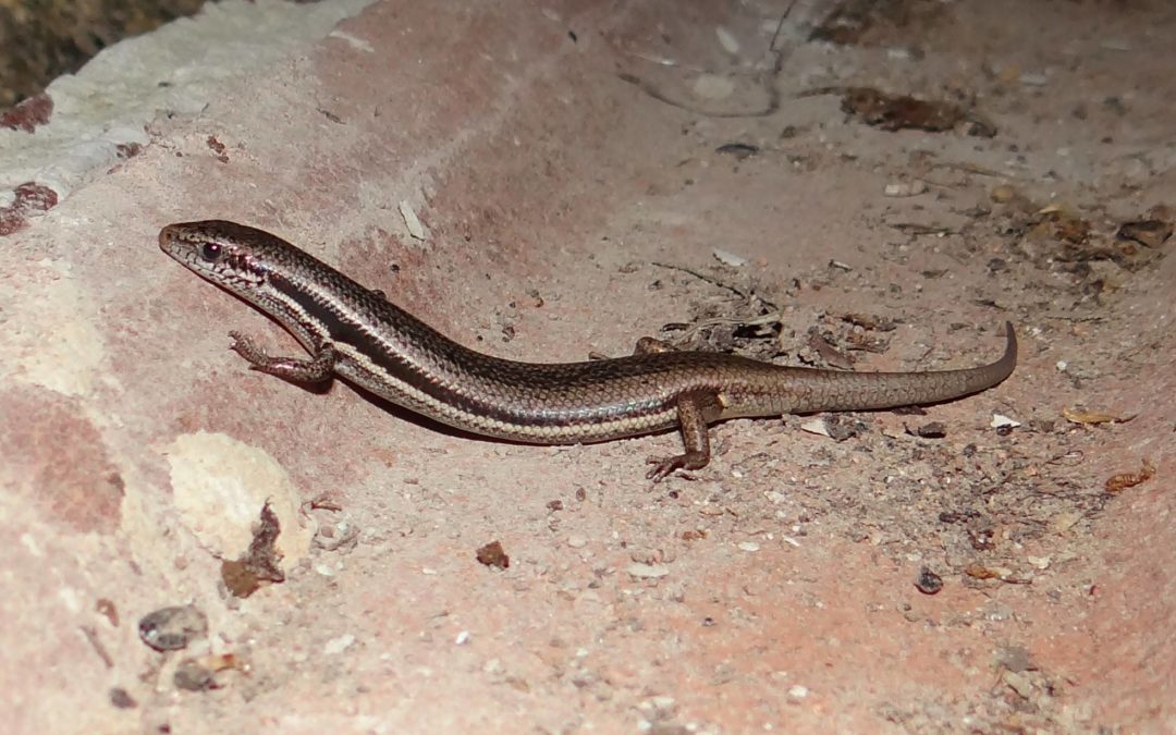 South-eastern Morethia Skink (Morethia boulengeri)