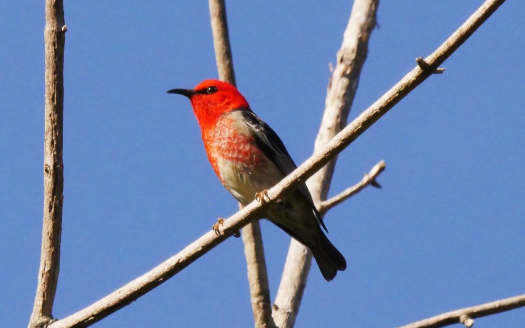 Scarlet Honeyeater