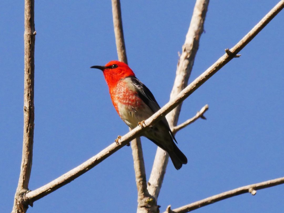 Scarlet Honeyeater