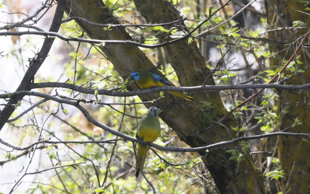 Turquoise Parrot (male & female)