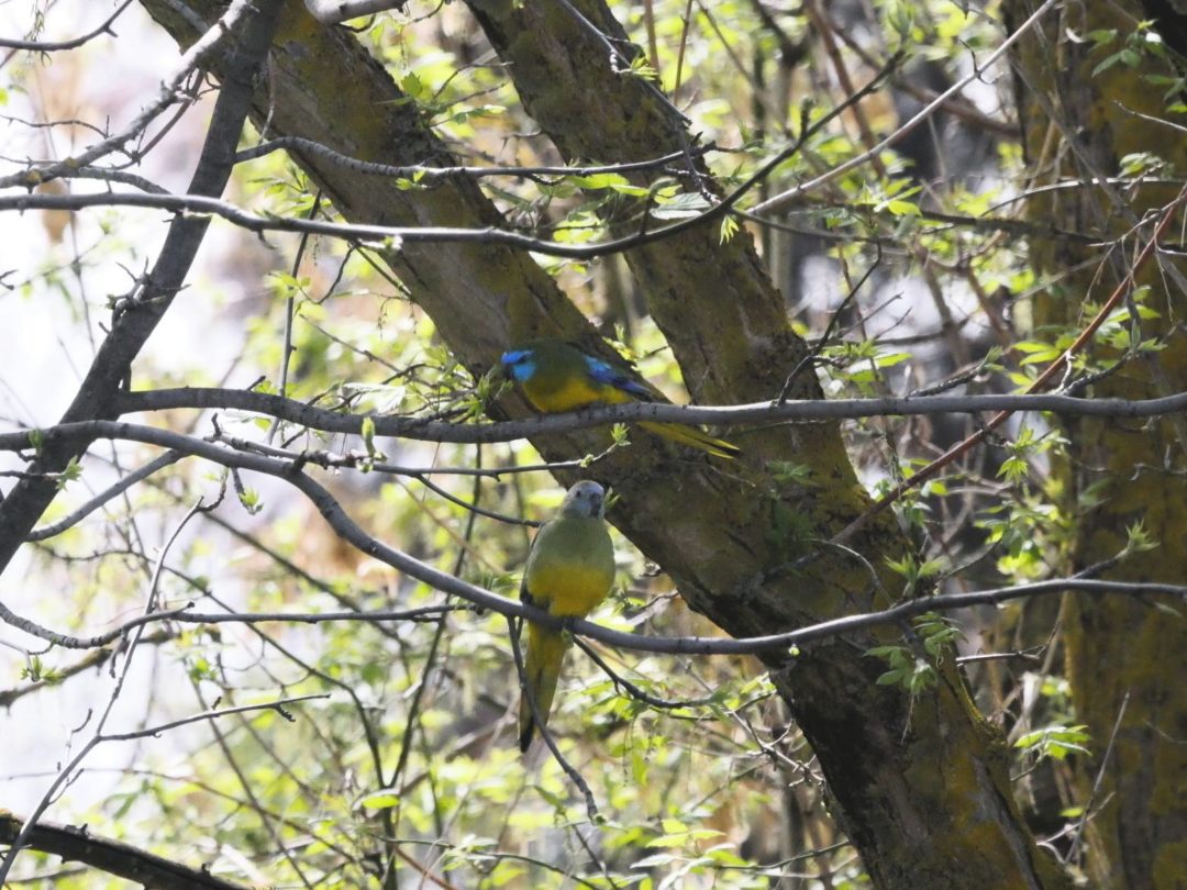 Turquoise Parrot