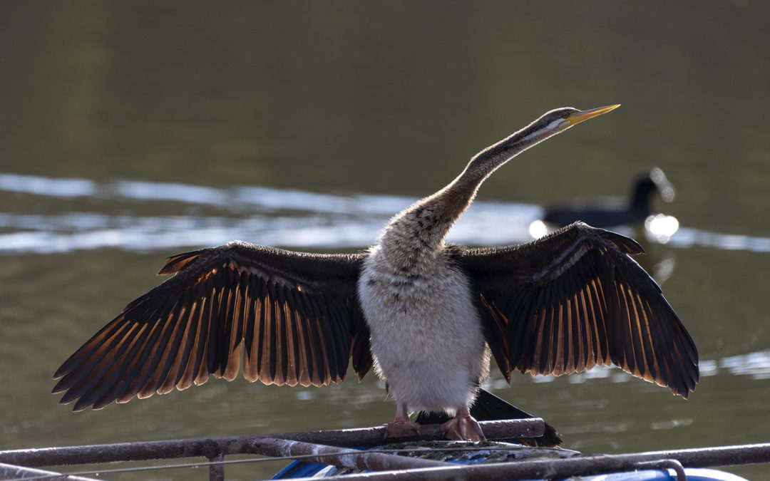 Australasian Darter