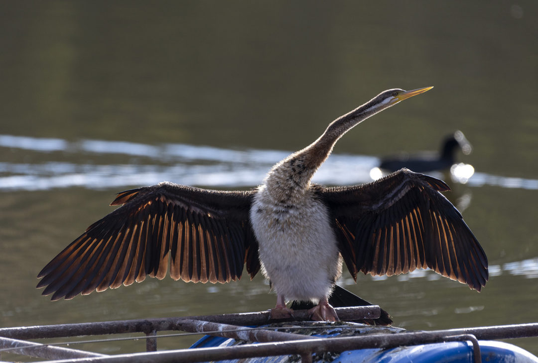 female Australasian Darter