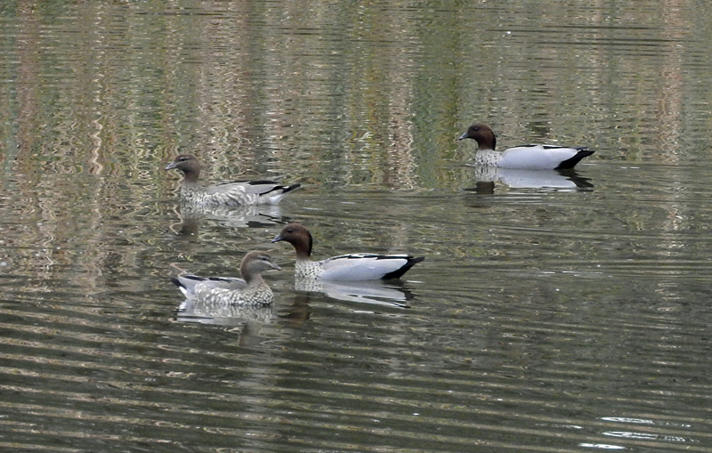 Wood Ducks