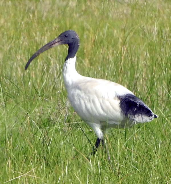 Australian White Ibis