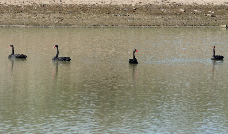 Black swans