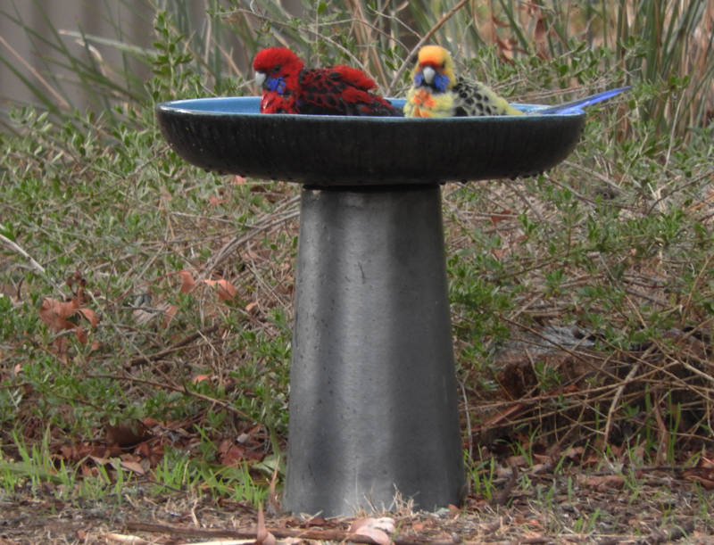 Crimson and Yellow Rosella