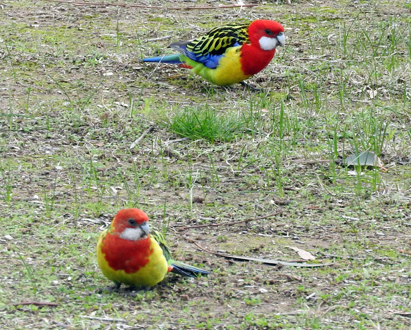 Eastern Rosellas