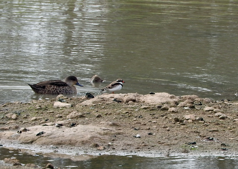 Grey Teal Duck and Red Kneed Dotterel