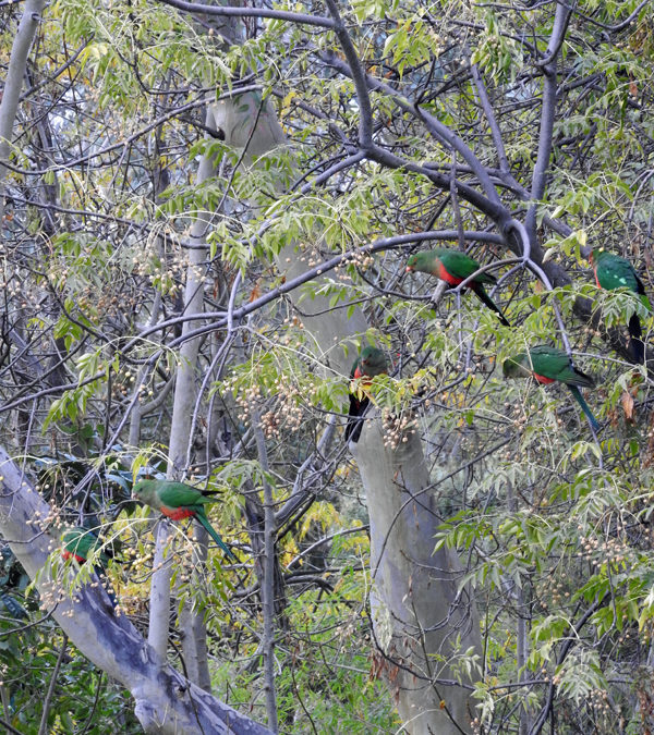 King Parrots