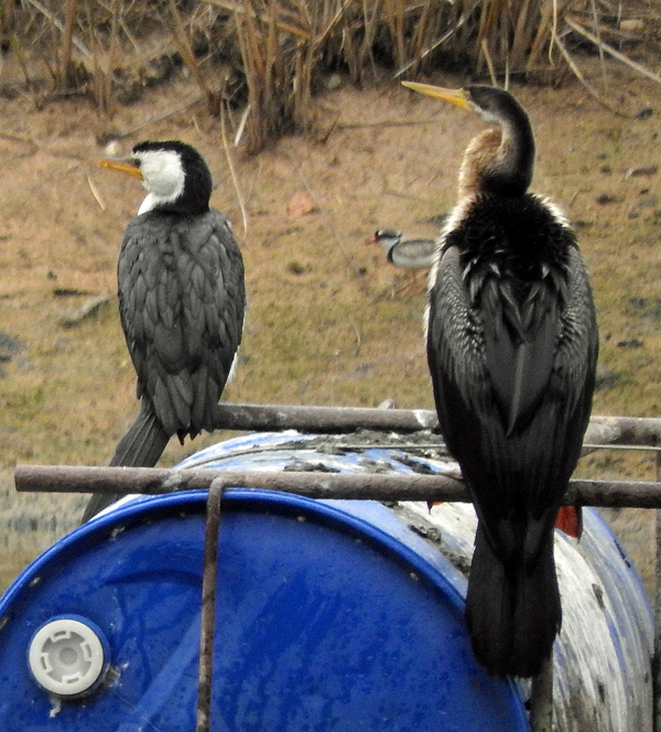 Little Pied Corrmorant and Darter