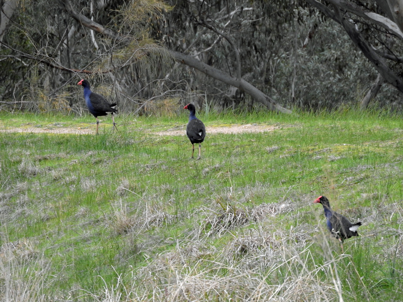 Purple Swamp Hens