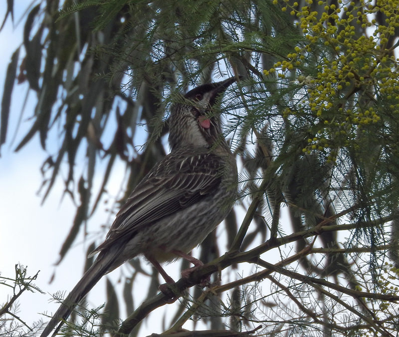 Red Wattlebird