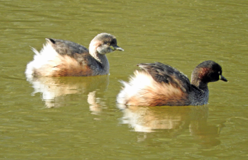 Australasian Grebes