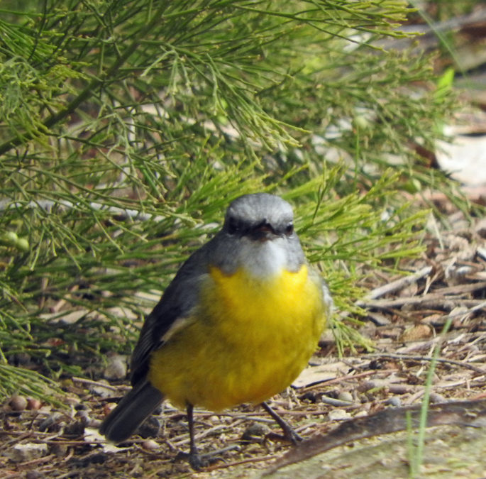 Eastern Yellow Robin