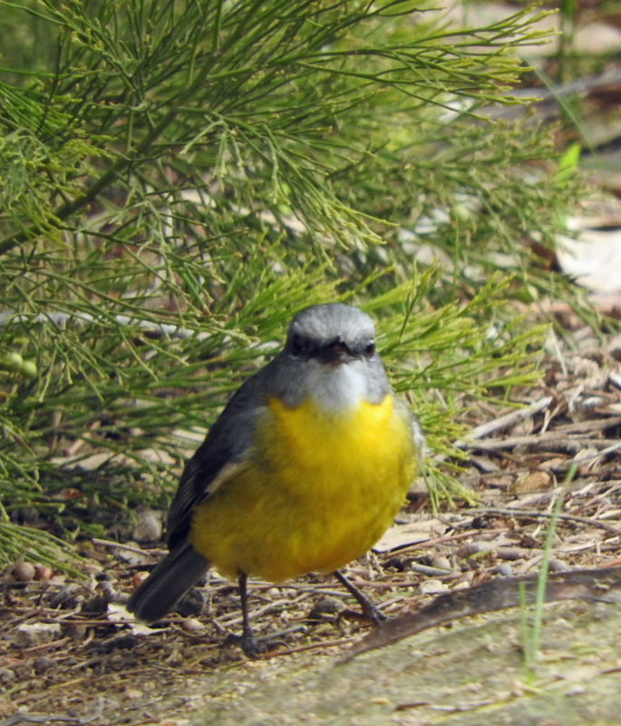 Eastern Yellow Robin