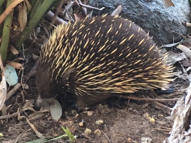 Echidna