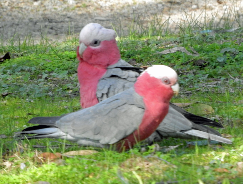 Galahs