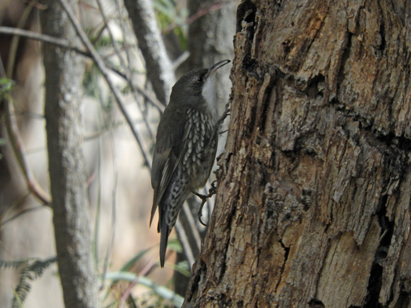 White-throated Treecreeper