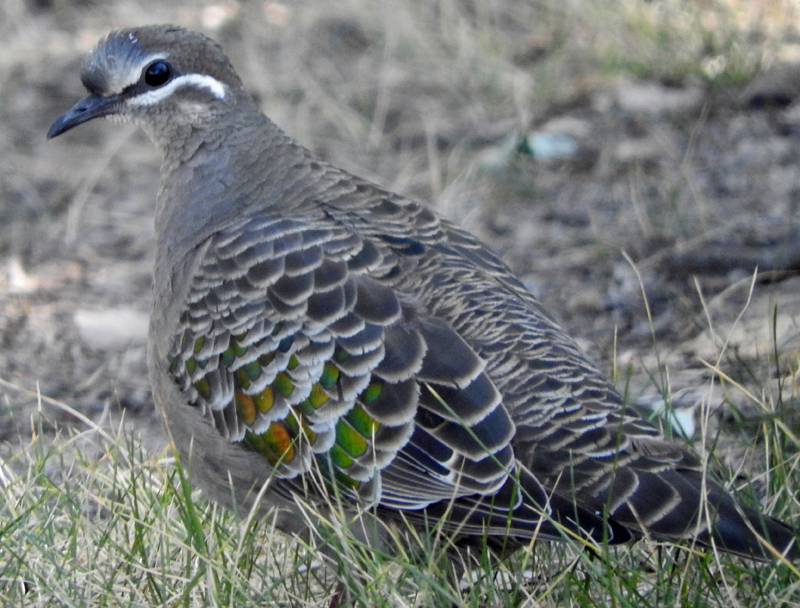 Common Bronzewing pigeon