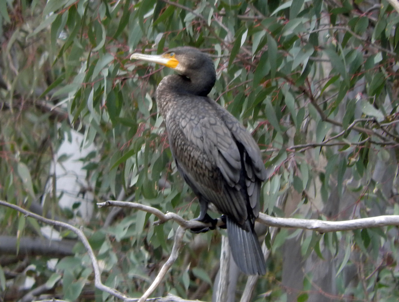 Great Cormorant