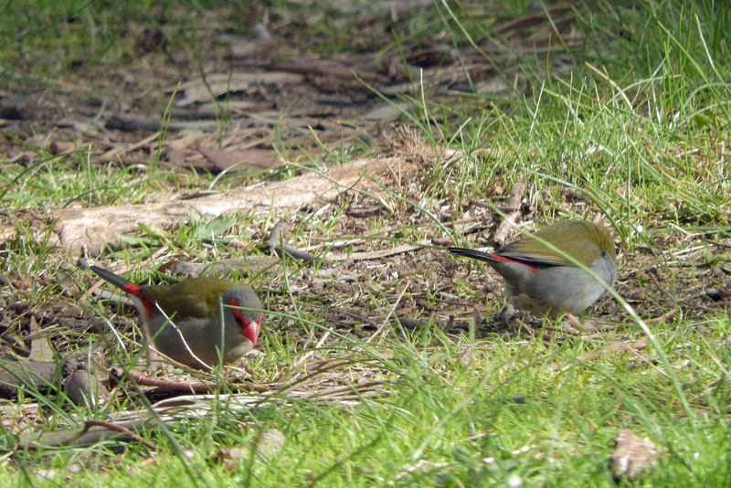 Red-browed Firetails