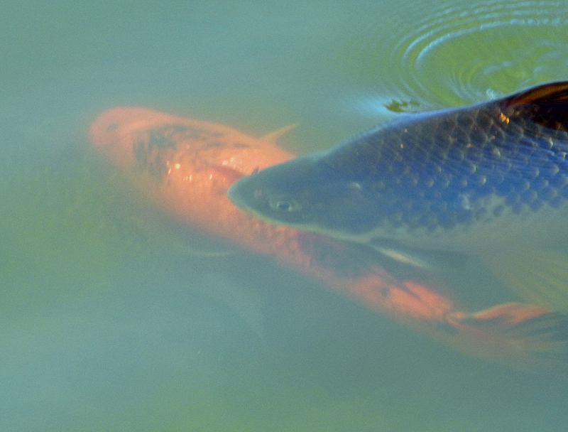 Fish collide in Dick Hamilton Dam