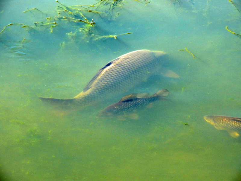 Carp in Top Dam