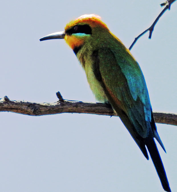 Rainbow Bee Eater