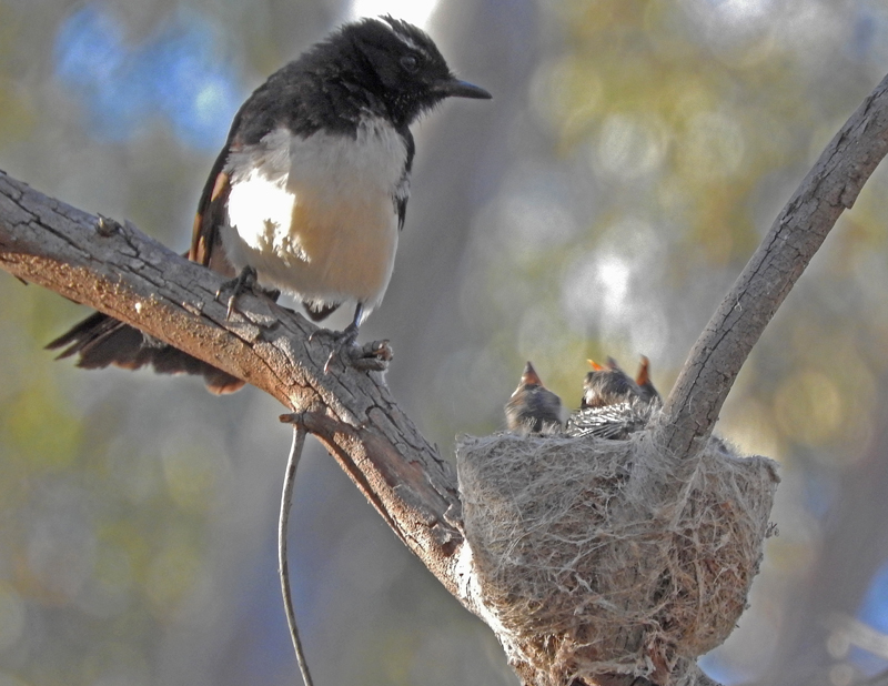 Willie Wagtail