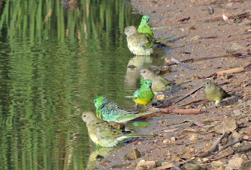 Red Rumped Parrots