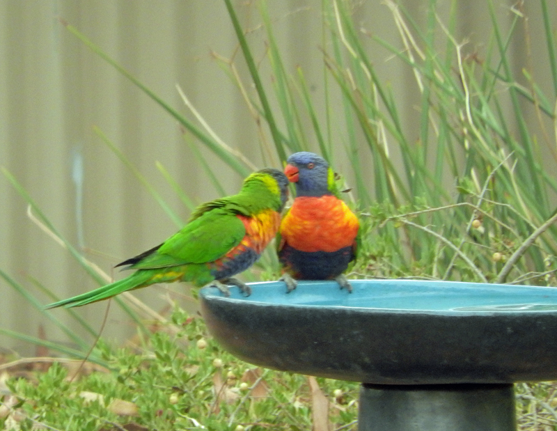 Rainbow Lorikeets